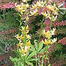 Lilium ×dalhansonii Mrs. R.O. Backhouse