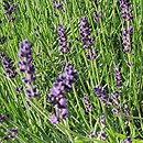 Lavandula angustifolia Hidcote