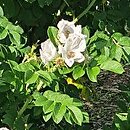 Rosa rugosa Alba