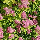 Spiraea japonica Magic Carpet