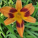 Hemerocallis ×hybrida Dr. Otto Reich