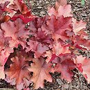 Heuchera Mahogany