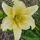 Hemerocallis ×hybrida EveryDaylily Cream