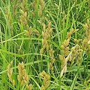 Carex muskingumensis Oehme