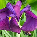 Iris setosa Silver Stripe