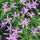 Isotoma Stella Pink