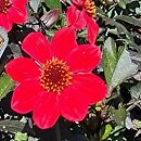 Dahlia coccinea Scarlet