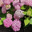 Hydrangea macrophylla Madame A. Riverain