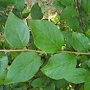 Cotoneaster hissaricus (irga okrągłolistna)