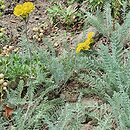 Tanacetum millefolium (wrotycz wielkolistny)
