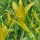 Hemerocallis citrina (liliowiec cytrynowy)