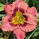 Hemerocallis ×hybrida Always Afternoon