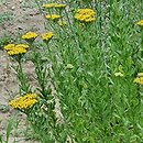 Achillea ageratum