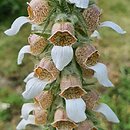 Digitalis lamarckii