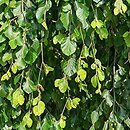 Fagus sylvatica Pendula