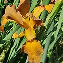 Iris spuria Burnished Brass