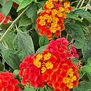 Lantana camara Prof. Roaux