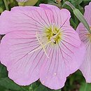 Oenothera speciosa Twilight