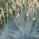 Festuca glauca Elijah Blue