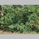 znalezisko 20220712.BGH2172.22 - Cotoneaster multiflorus (irga wielokwiatowa); Połęcko (W skraj wsi), gm. Maszewo, dawny cmentarz ewangelicki