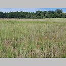 znalezisko 20220713.1.22 - Ranunculus flammula (jaskier płomiennik); Proszów, 1,5 km NW, pow. żarski, użytek ekologiczny Ruskie Stawy (tzw. Duży Staw)