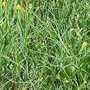 Linaria spartea (linaria miotlasta)