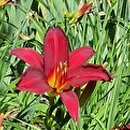 Hemerocallis ×hybrida Douglas Dale