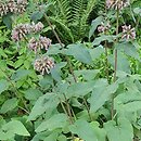 Phlomis samia (żeleźniak samijski)