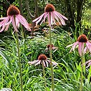 Echinacea angustifolia (jeżówka wąskolistna)