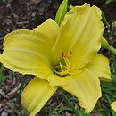 Hemerocallis ×hybrida Buried Treasure