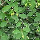 Cotoneaster hupehensis (irga hupejska)