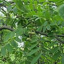 Juglans cathayensis