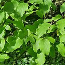 Cornus poliophylla