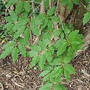 Lonicera webbiana (suchodrzew różnolistny)