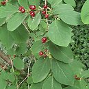 Lonicera ×pseudochrysantha (suchodrzew złotawy)