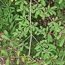 Lonicera myrtilloides (suchodrzew borówkolistny)