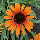 Echinacea Flame Thrower