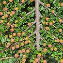 Cotoneaster integrifolius (irga całolistna)