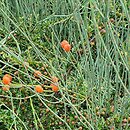 Ephedra gerardiana var. sikkimensis