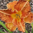 Hemerocallis ×hybrida Agata