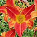 Hemerocallis ×hybrida Sara