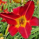 Hemerocallis ×hybrida Major Hubal