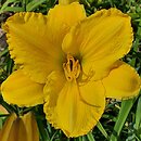 Hemerocallis ×hybrida Aldona