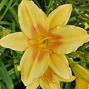 Hemerocallis ×hybrida Foresudetic Morning Bells