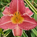 Hemerocallis ×hybrida Olga