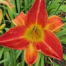 Hemerocallis ×hybrida Tomasz