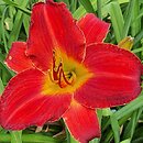 Hemerocallis ×hybrida Król Jan III Sobieski