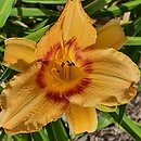 Hemerocallis ×hybrida Agora