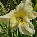 Hemerocallis ×hybrida Serafin