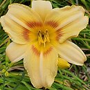 Hemerocallis ×hybrida Marzanna